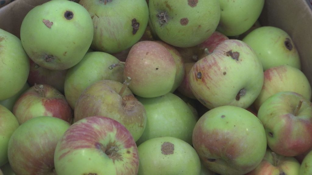 A bunch of green apples in a box.